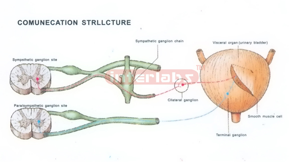 HUMAN COMUNECATION MODEL